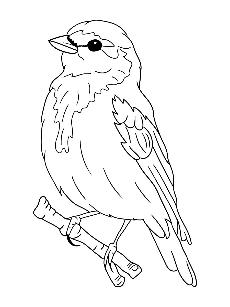 Sparrow with simple lines on a small branch colouring page to print