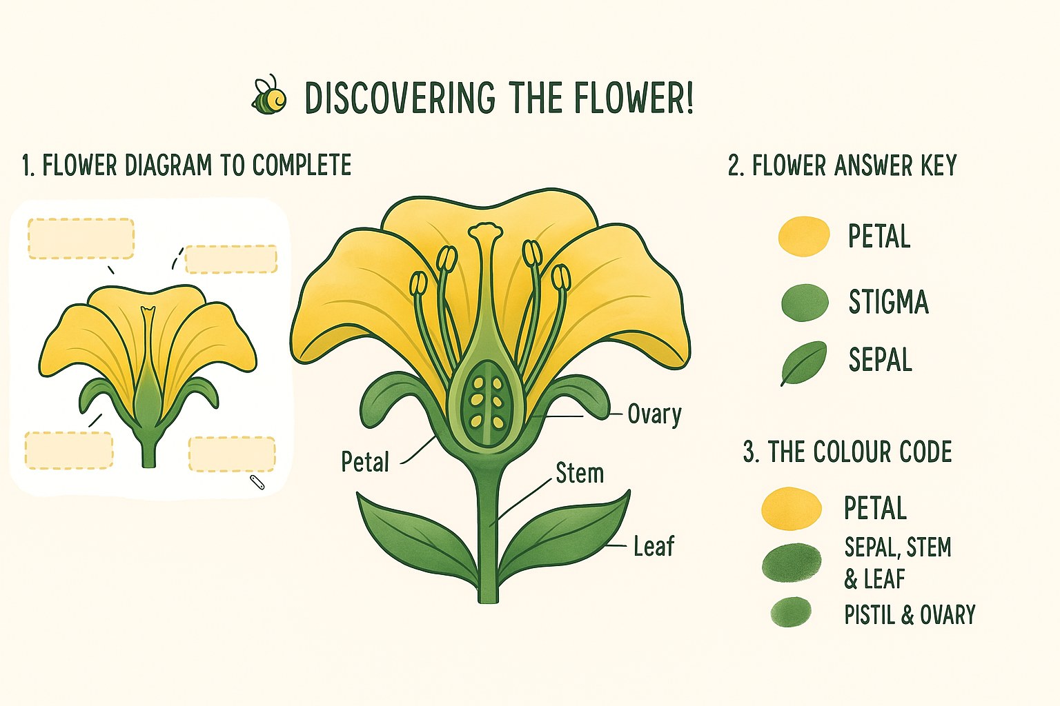 Teaching diagram of the parts of a flower for children