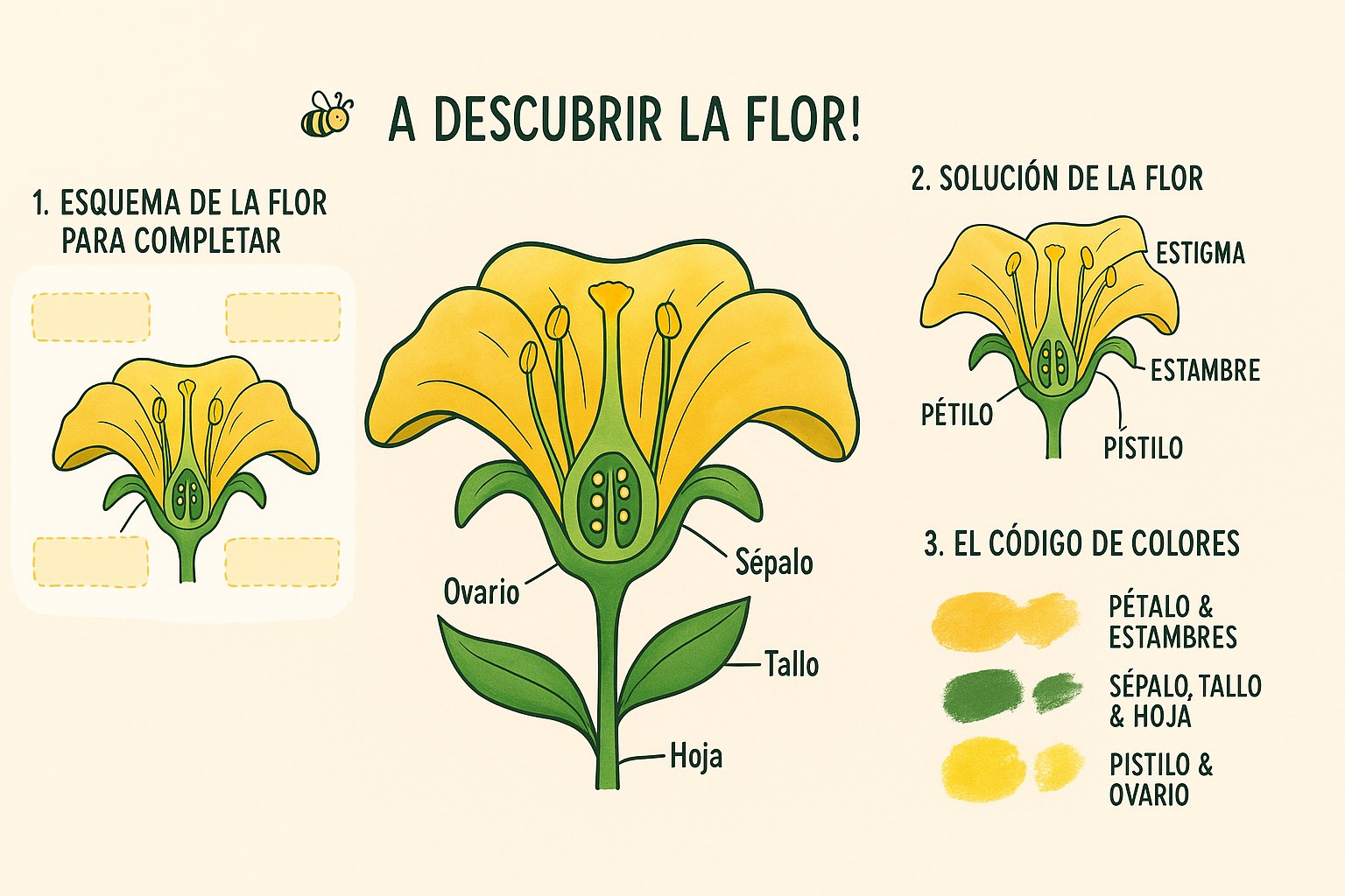 Esquema pedagógico de las partes de una flor para niños