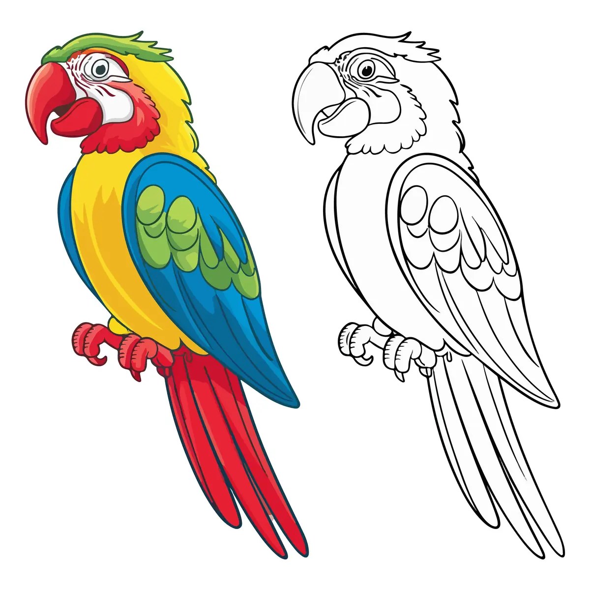 Guacamayo rojo con modelo en color para colorear e imprimir